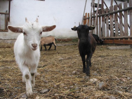 Zoopark Zelčín - koza kamerunská